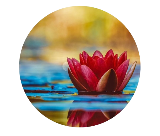 fleur de lotus